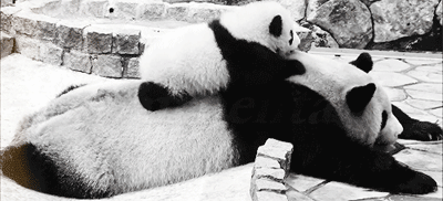 熊猫君真是超级治愈系的生物啊！（转）