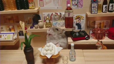 日本小仓鼠的奢华生活