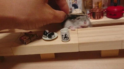 日本小仓鼠的奢华生活