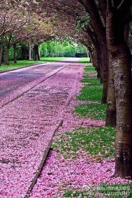 If there is no cure for the pain, no shelter from the rain, you should not have fallen into love or gone into the cloud at first. No hope, no pain.如果没有治愈伤痛的办法，没有可以躲雨的屋檐，那么在最初就应该避免沉浸在爱中，避免走进这场大雨。心不动，则不痛。