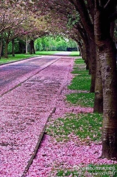 If there is no cure for the pain, no shelter from the rain, you should not have fallen into love or gone into the cloud at first. No hope, no pain.如果没有治愈伤痛的办法，没有可以躲雨的屋檐，那么在最…