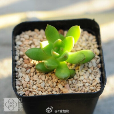 黄丽 多肉植物 3-4cm黄丽 多肉植物 3-4cm C家植物