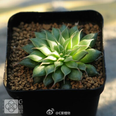 银星 多肉植物 5-6cm 多肉植物银星 多肉植物 5-6cm C家植物