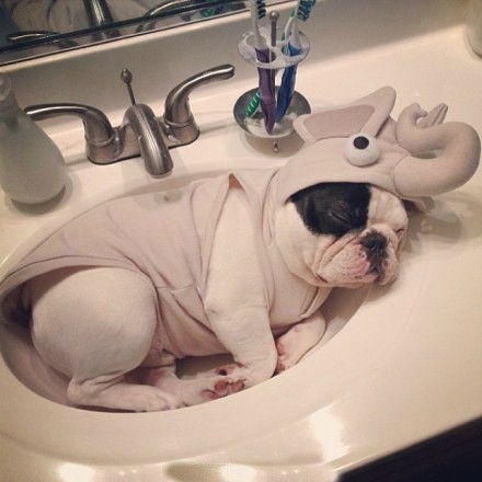 睡睡睡，就知道睡 insmanny_the_frenchie