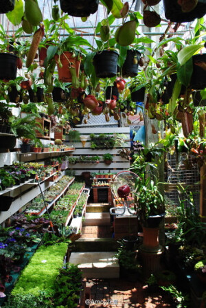 泰国曼谷。一家植物店。当地气温适宜的食虫植物正在繁茂地生长中。source:wunderbare-Erde