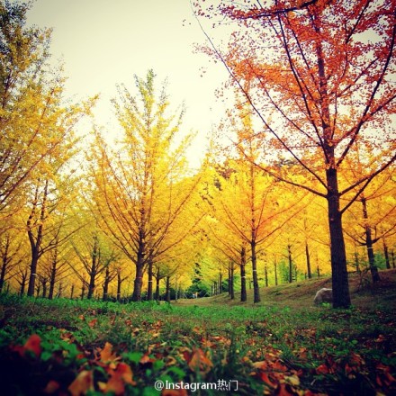 金色的树叶，你好秋天｜gmystudio