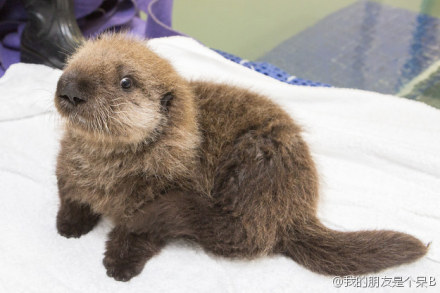 在芝加哥的谢德水族馆，一只编号为Pup681的的小海獭，与妈妈走散了，后来动物水族馆的工作人员把她给找了回来，让她学会适应在水中生活，给她喂奶，迷糊的小样儿萌哒哒滴