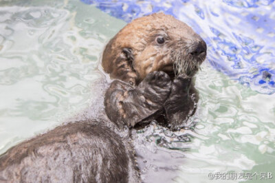 在芝加哥的谢德水族馆，一只编号为Pup681的的小海獭，与妈妈走散了，后来动物水族馆的工作人员把她给找了回来，让她学会适应在水中生活，给她喂奶，迷糊的小样儿萌哒哒滴