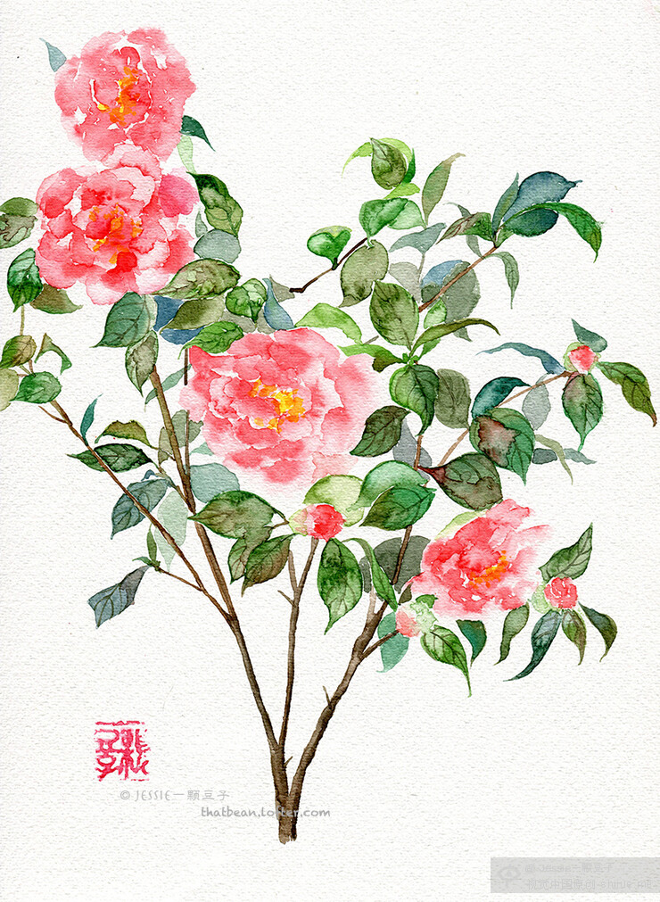 水彩插画——山茶花