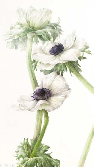 Elaine Searle植物绘欣赏。 这系列作品大气高雅，细节丰富，收藏细品，满心欢喜。手绘 水粉 花卉 彩铅 植物