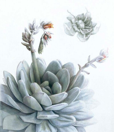 Elaine Searle植物绘欣赏。 这系列作品大气高雅，细节丰富，收藏细品，满心欢喜。手绘 水粉 花卉 彩铅 植物