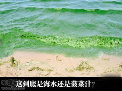 来，我请你们喝绿茶！