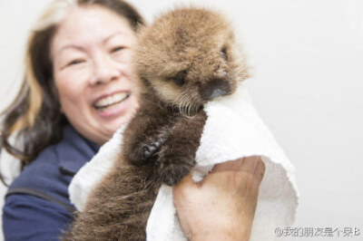 在芝加哥的谢德水族馆，一只编号为Pup681的的小海獭，与妈妈走散了，后来动物水族馆的工作人员把她给找了回来，让她学会适应在水中生活，给她喂奶，迷糊的小样儿萌哒哒滴