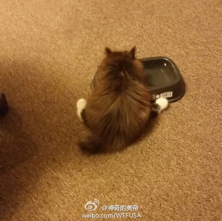 一只吃相离奇的猫……