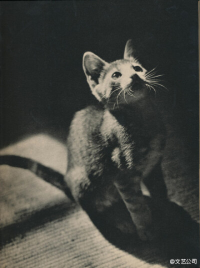 1938年出版的猫咪写真书《SAM》，出自摄影师Edward Quigley之手，全书只拍摄了一只叫SAM 的猫，通过不同的光影和构图展现了喵星人SAM时而高兴时而忧郁的多变神态。