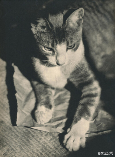 1938年出版的猫咪写真书《SAM》，出自摄影师Edward Quigley之手，全书只拍摄了一只叫SAM 的猫，通过不同的光影和构图展现了喵星人SAM时而高兴时而忧郁的多变神态。