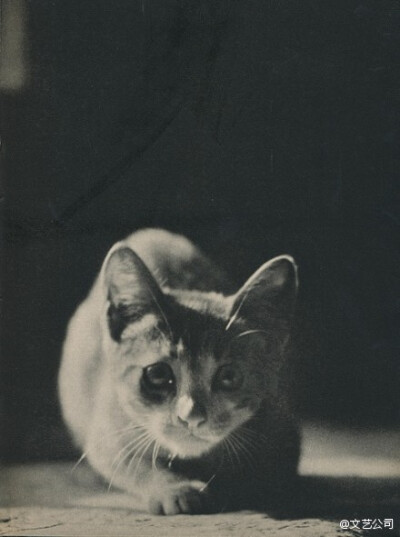 1938年出版的猫咪写真书《SAM》，出自摄影师Edward Quigley之手，全书只拍摄了一只叫SAM 的猫，通过不同的光影和构图展现了喵星人SAM时而高兴时而忧郁的多变神态。