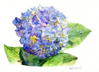 水彩，紫阳花