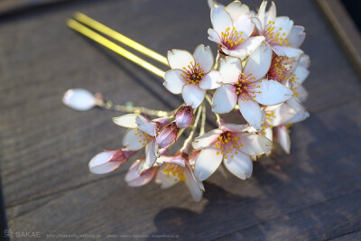 2013 桜 簪【 明けの桜 】Cherry Blossom