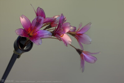 2011 しだれ桜 kanzashi