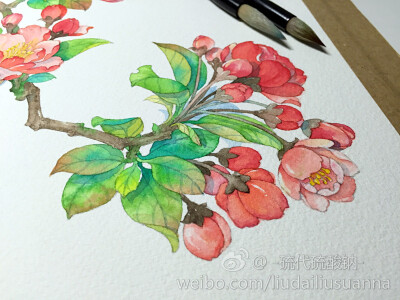 水彩，垂丝海棠
