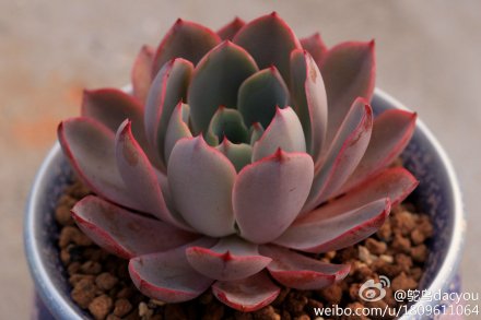 【赫拉 Echeveria 'Hera'】