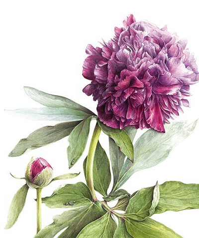Elaine Searle植物绘欣赏。 这系列作品大气高雅，细节丰富，收藏细品，满心欢喜。手绘 彩铅 水粉 花卉 植物