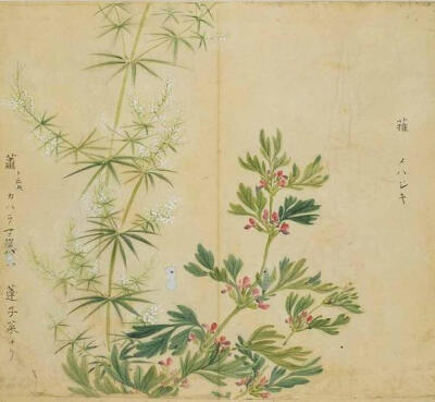  詩經(jīng)中的植物：益母草。《王風．中谷有蓷》：中谷有蓷，暵其干矣。有女仳離，慨其嘆矣。慨其嘆矣，遇人之艱難矣。中谷有蓷，暵其修矣。有女仳離，條其歗矣。條其歗矣，遇人之不淑矣。中谷有蓷，暵其濕矣。有女仳離…