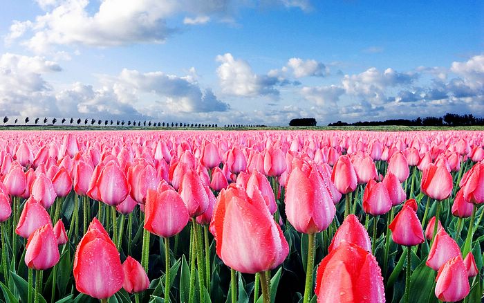 The Best of Nature 高清风景精选集（二） - 郁金香花田 - 郁金香壁纸 1920*120028