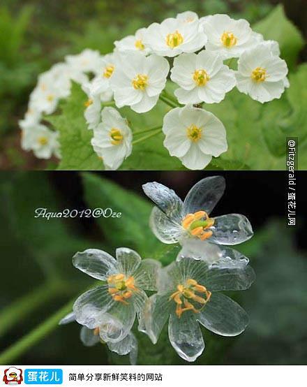 分布于日本的植物サンカヨウ，被雨淋之后会变透明的山荷叶，花语是亲情。