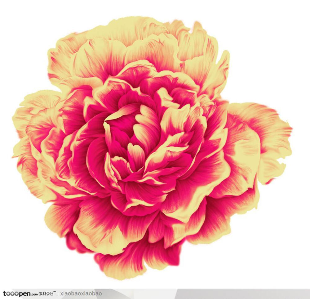 手绘水彩盛开的牡丹花