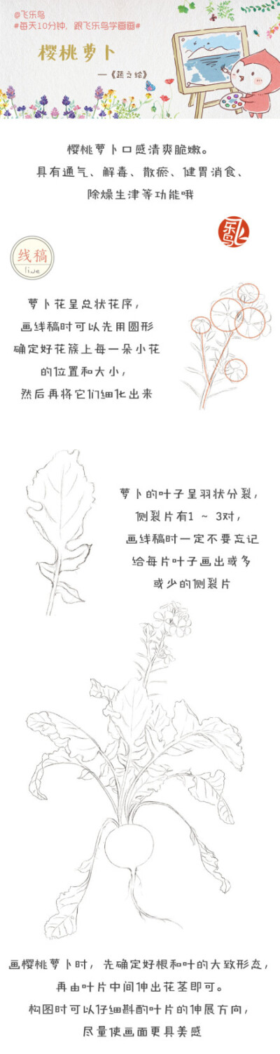 #每天10分钟，跟飞乐鸟学画画#红红火火外形像樱桃的樱桃萝卜，口感清爽脆嫩，有点萌，还可以生吃哦！