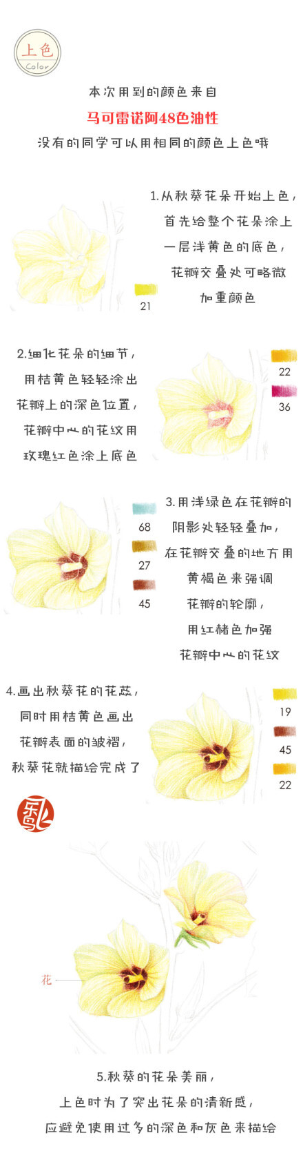 #每天10分钟，跟飞乐鸟学画画# 秋葵外形似辣椒，故有洋辣椒之称~非常有营养哦。民以食为天，换个角度看蔬菜的美丽吧！