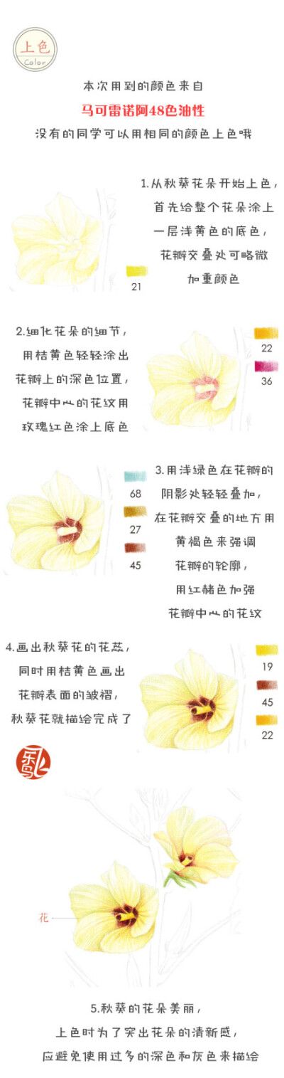 #每天10分钟，跟飞乐鸟学画画# 秋葵外形似辣椒，故有洋辣椒之称~非常有营养哦。民以食为天，换个角度看蔬菜的美丽吧！