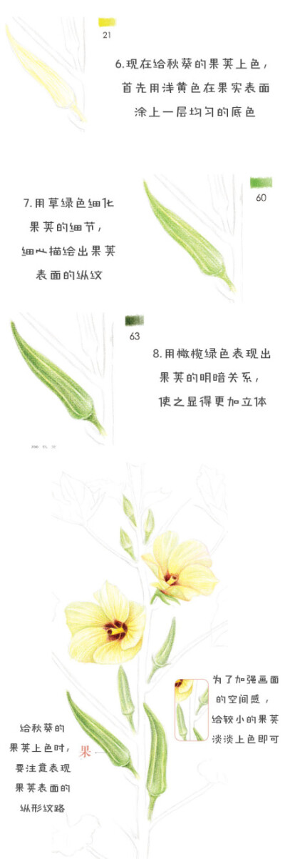 #每天10分钟，跟飞乐鸟学画画# 秋葵外形似辣椒，故有洋辣椒之称~非常有营养哦。民以食为天，换个角度看蔬菜的美丽吧！