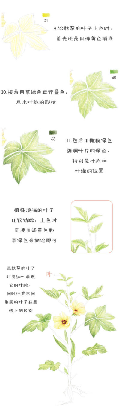 #每天10分钟，跟飞乐鸟学画画# 秋葵外形似辣椒，故有洋辣椒之称~非常有营养哦。民以食为天，换个角度看蔬菜的美丽吧！