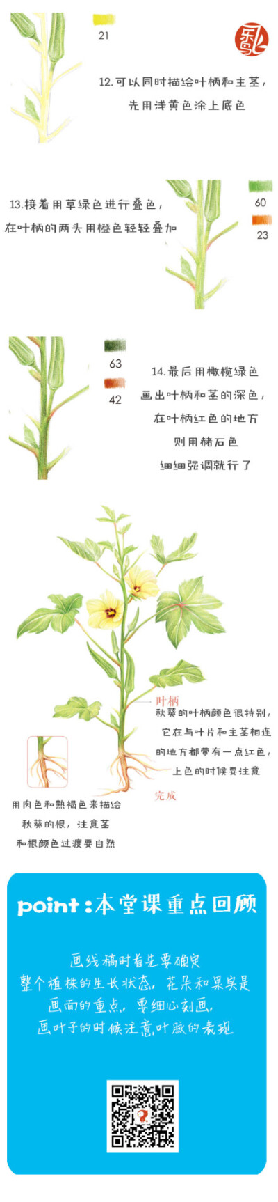 #每天10分钟，跟飞乐鸟学画画# 秋葵外形似辣椒，故有洋辣椒之称~非常有营养哦。民以食为天，换个角度看蔬菜的美丽吧！