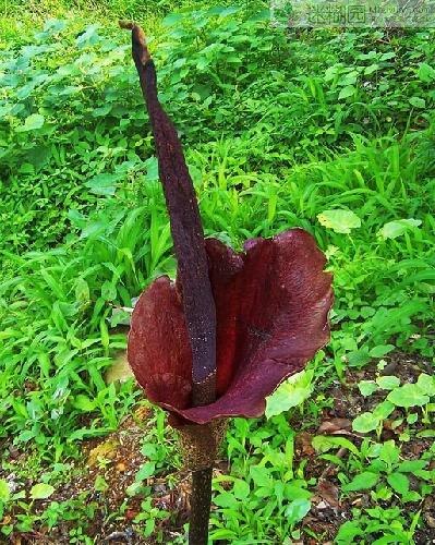 世界上最臭的巨花原文出自迷糊园花卉植物主题交友社区wwwmihuyuancom