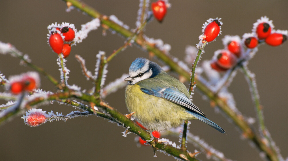 冬霜枝头上的蓝山雀 BlueTitFrost