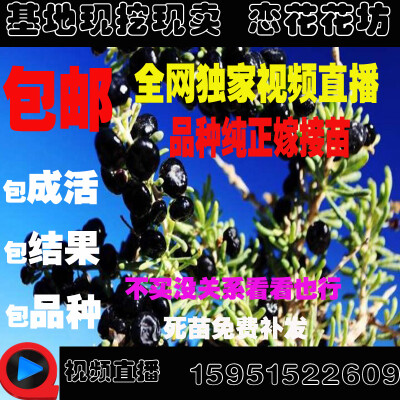 非常健康的枸杞苗， 植物十分绿色健壮， 包装固定非常专业，干净结实。 服务细心周到，非常满意。