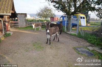 【呆萌驴子成功越狱后不慎落入下水井 被送回动物园】瑞士一只名叫尼洛的驴子从动物园里逃了出来，以为有机会尥蹶子撒欢。结果，它掉到一口井盖大开的下水井里不能动弹。 一名路人发现了它，联系了警察。警察随后又给…