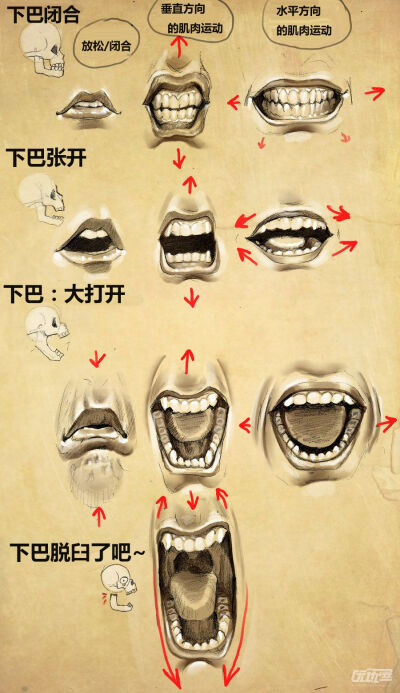 一张图让你秒懂咆哮和下巴的关系