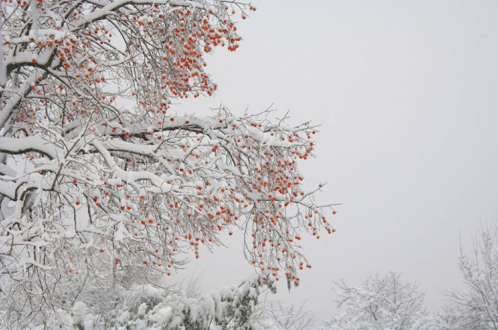 柿柿如意。《雪柿圖》。