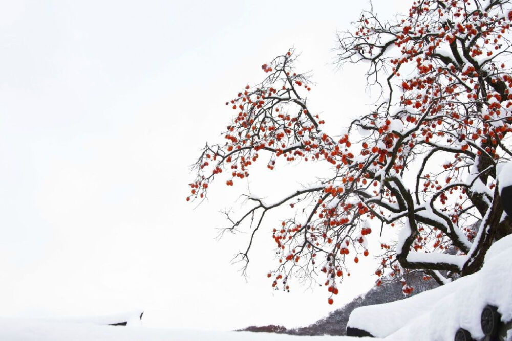 柿柿如意。《雪柿圖》。