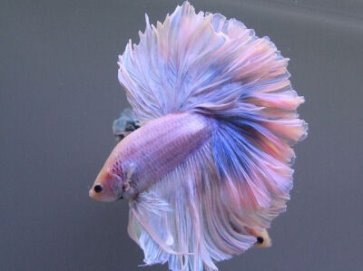 Japanese fighting fish