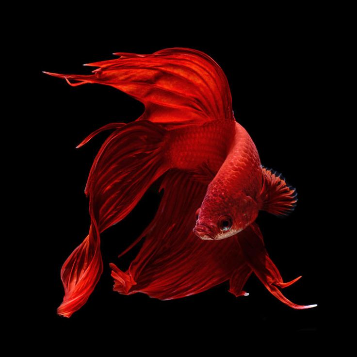 Siamese fighting fish