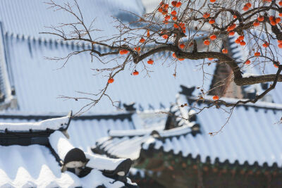 设计目录 柿柿如意。《雪柿圖》。