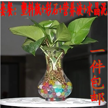 绿萝吊兰水培植物