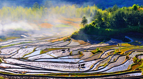 華東梯田美景，鐵道沿線隨處可見。