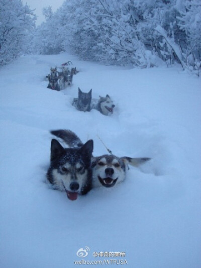 积雪太厚，雪橇犬们只好不顾雪橇的死活了~